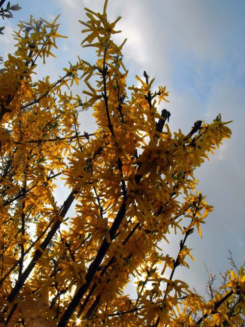 golden shower branches plant
