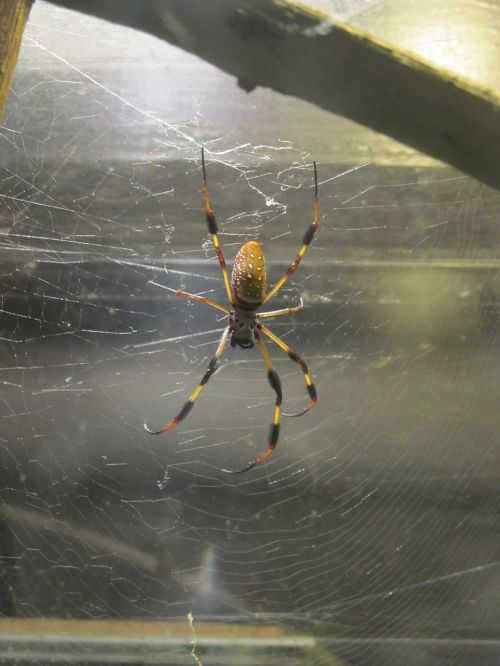 golden silk orb-weaver spider web