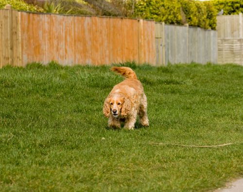 Golden Spaniel