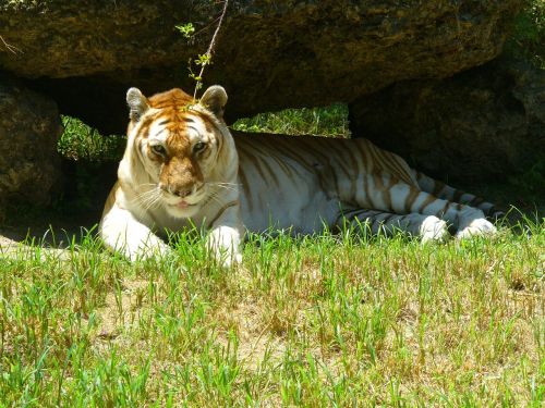golden tiger tiger animal