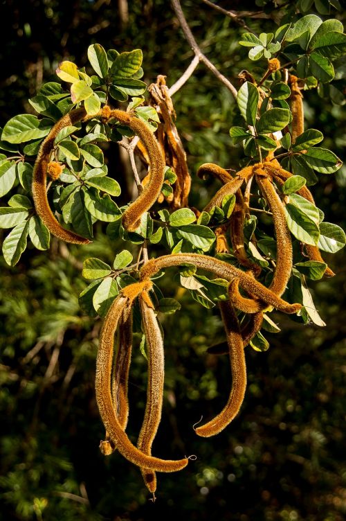 golden trumpet tree tabebuia chrysantha seed pods