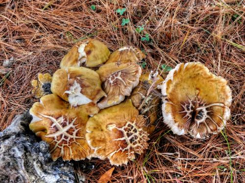 Golden Wild Mushrooms