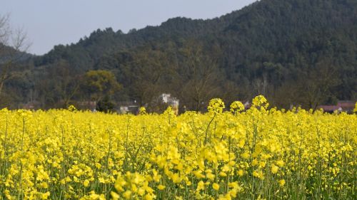 golden yellow rape spring