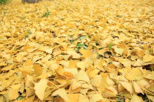 golden yellow defoliation autumn