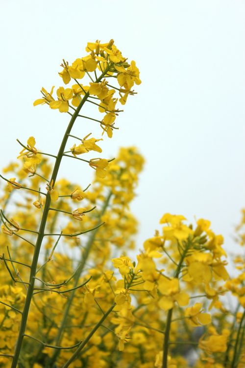 golden yellow rape spring