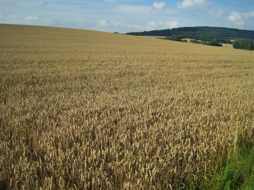 golden yellow wheat field late summer cornfield