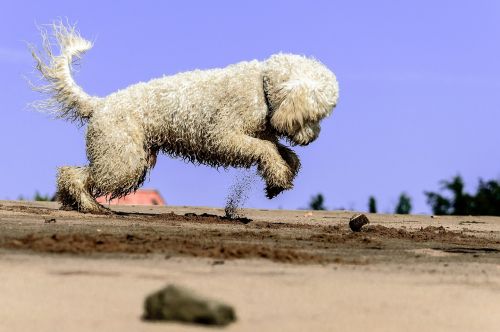 golden doodle dog play