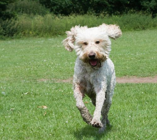 goldendoodle dog happy