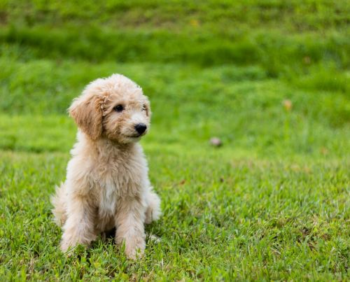 goldendoodle puppy cute
