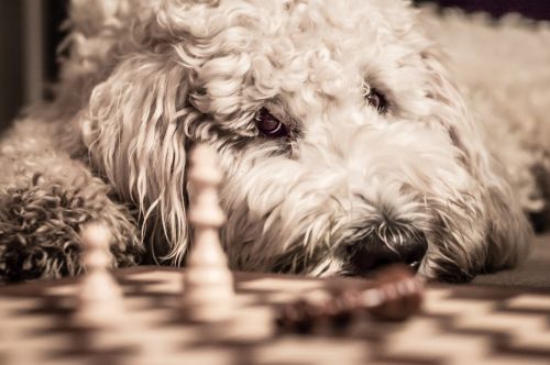 goldendoodle dog chess game