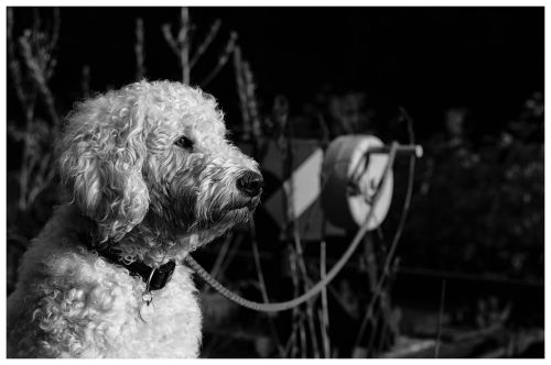 goldendoodle black and white wildlife photography