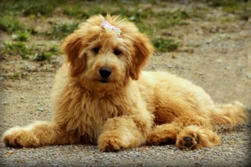 goldendoodle dog puppy
