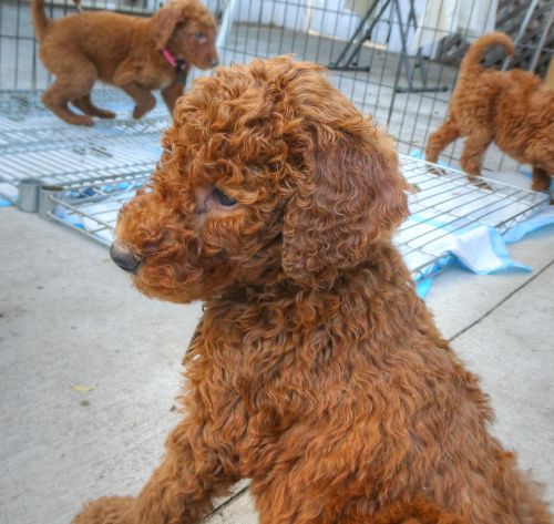 Goldendoodle Puppy