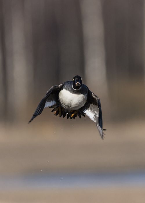 goldeneye bucephala clancula waterfowl