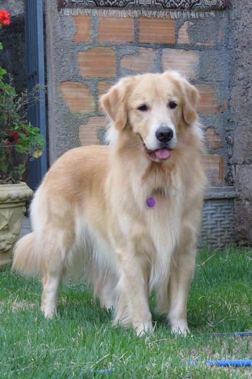 goldenretriever dog pet