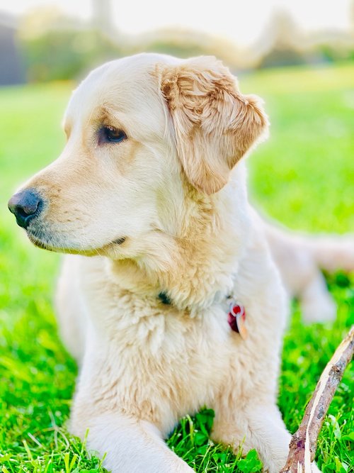 goldenretriever  puppy  dog