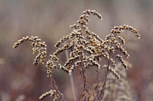 goldenrod  nawłocie  autumn