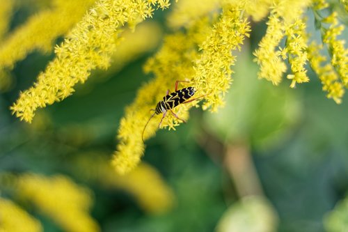goldenrod  insect  yellow