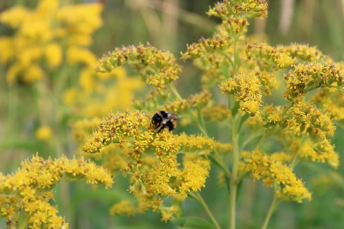 goldenrod  bee  flower