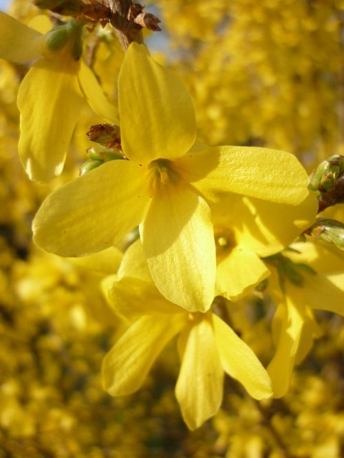 goldenrod bloom yellow