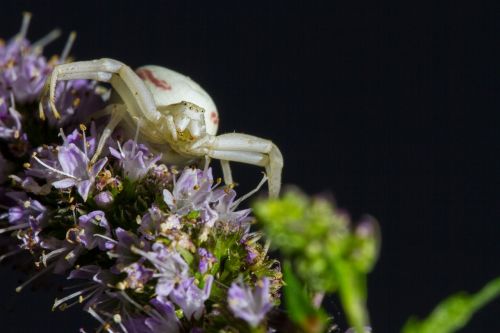 goldenrod crab spider misumena vatia spider
