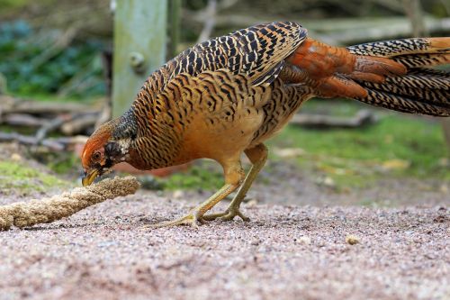 goldfasan pheasant bird
