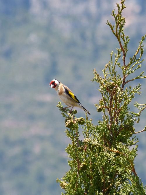 goldfinch singing trill