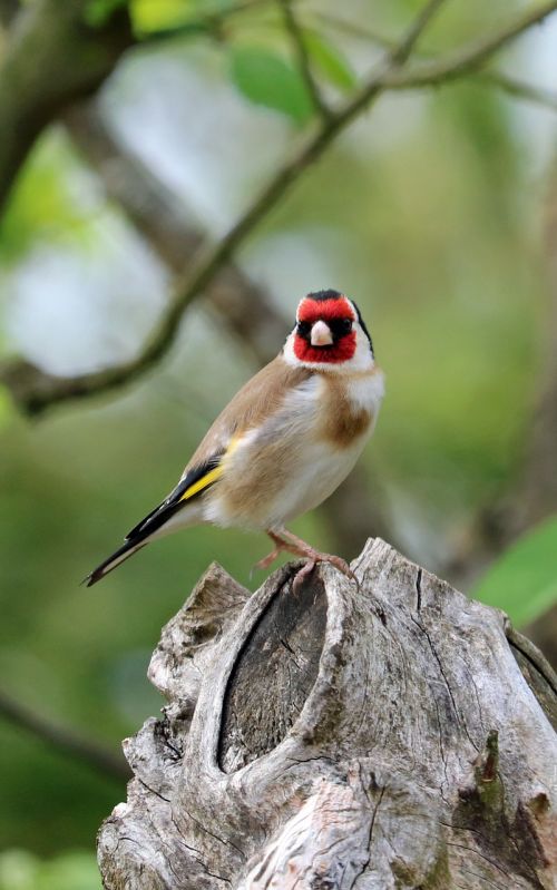 goldfinch song bird bird