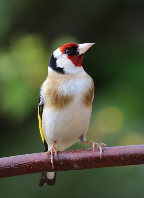 goldfinch song bird bird