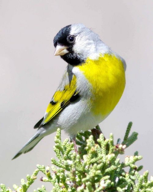 goldfinch bird wildlife
