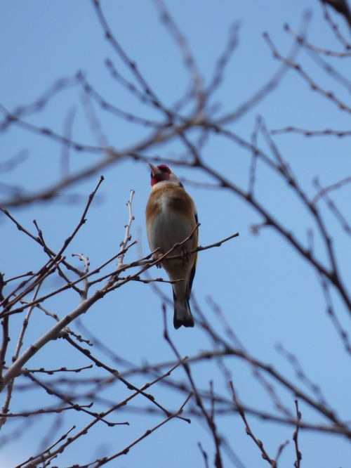 goldfinch cadernera branches