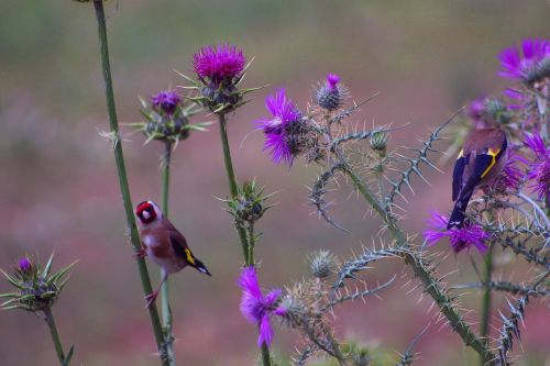 goldfinch birds thistle