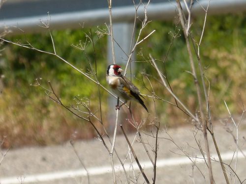 goldfinch cadernera carduelis carduelis
