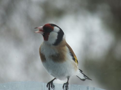 goldfinch birds close