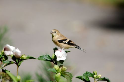 goldfinch female bird