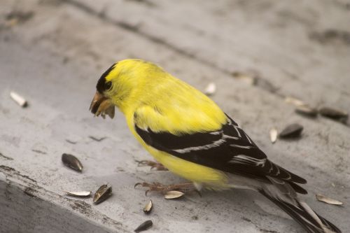 goldfinch bird yellow