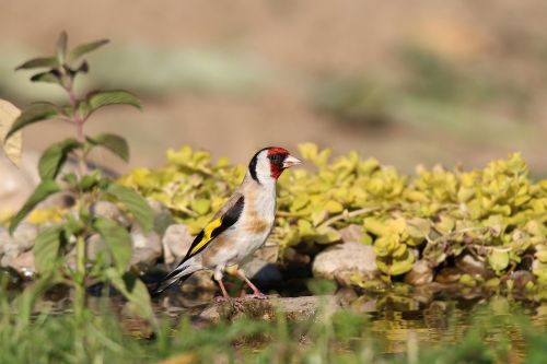 goldfinch european water