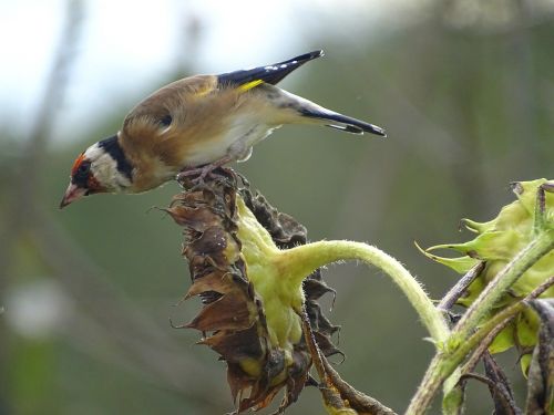 goldfinch stieglitz songbird