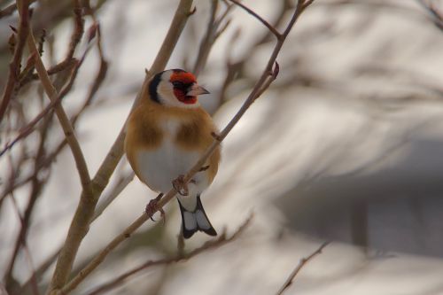 goldfinch elegant bird