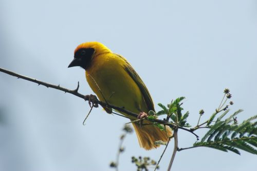 goldfinch finch bird