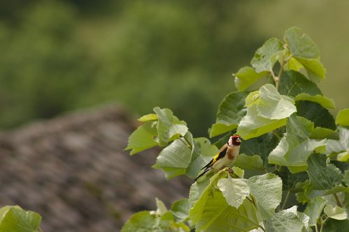 goldfinch  birds  aveyron