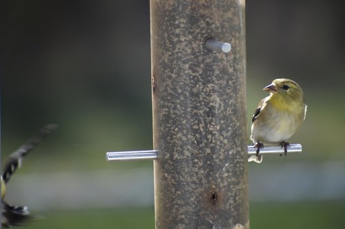 goldfinch  finch  bi