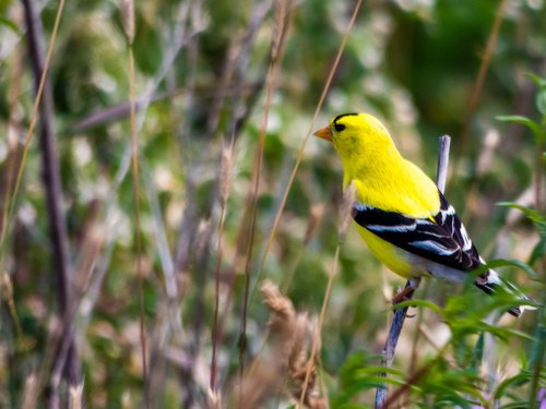 goldfinch  finch  bird