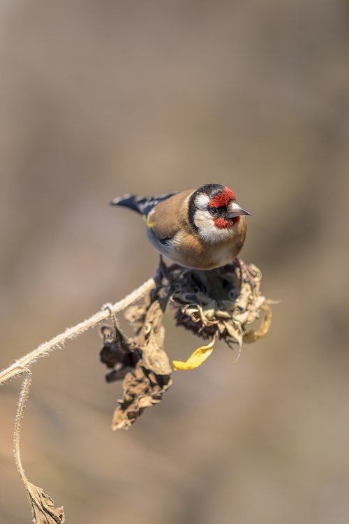 goldfinch  bird  nature