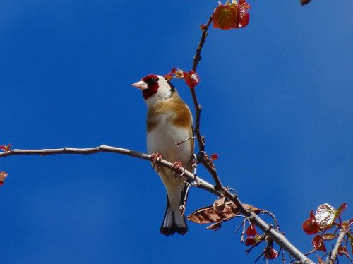 goldfinch birds animals