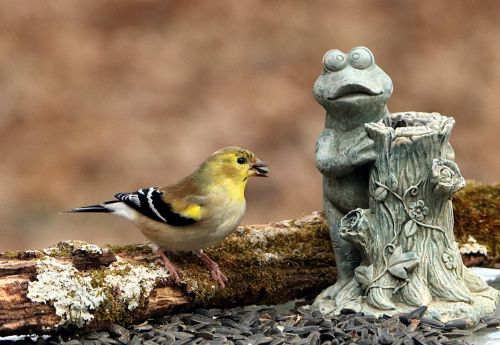 Goldfinch And Frog