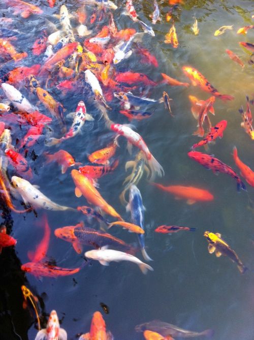 goldfish koi fish