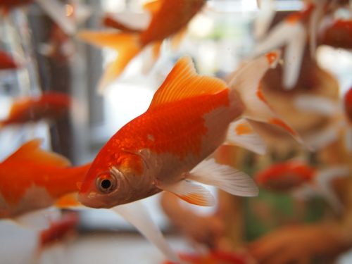 goldfish aquarium underwater