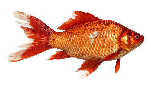 goldfish carp fish