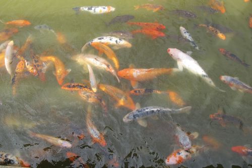goldfish fish water